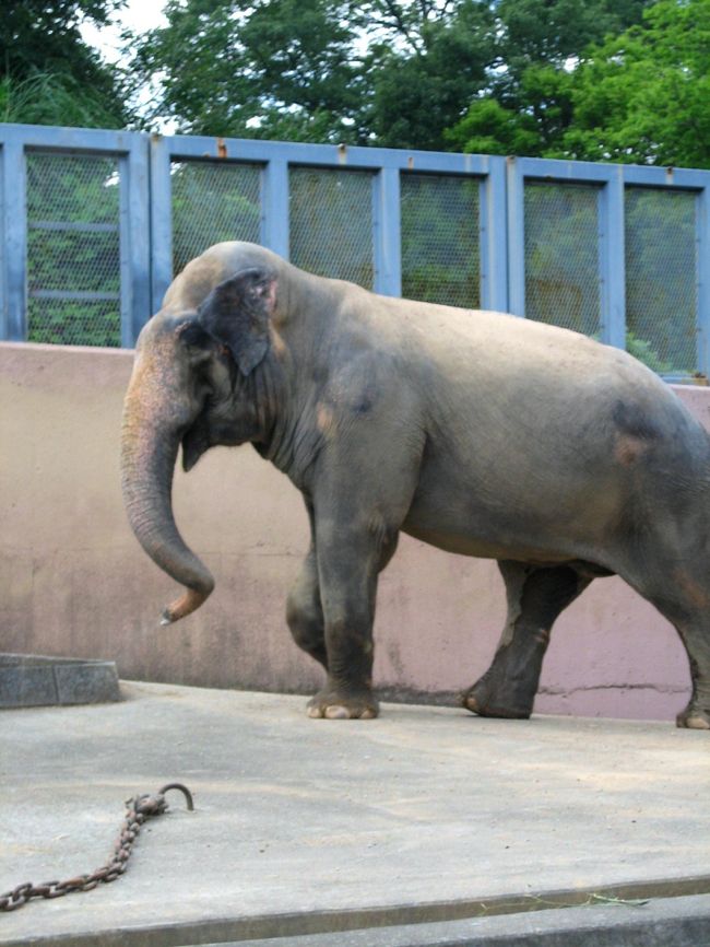 よく歩いて元気元気。<br />ご長寿なお方らしいです。<br />