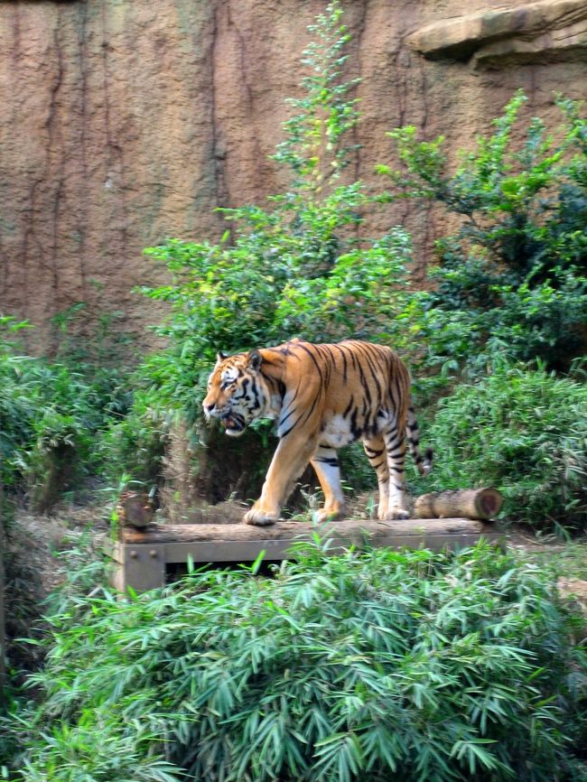 なんか絵になる。<br />ちょっとボケちゃったけど。