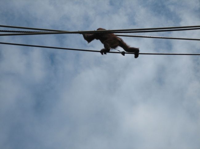 オランウータンのスカイウォーク。<br />これすごく距離長いんです。本当に森の中を渡り歩く感じがするのではないかと思いました。