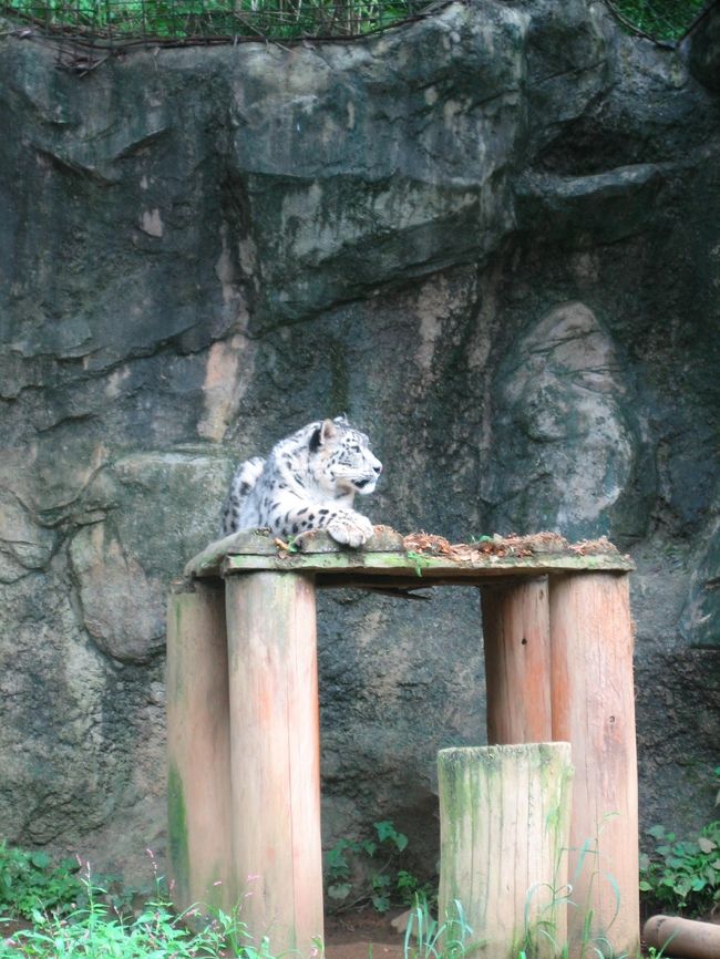 ユキヒョウ。<br />この子はだれだったっけな？ユキ？<br />