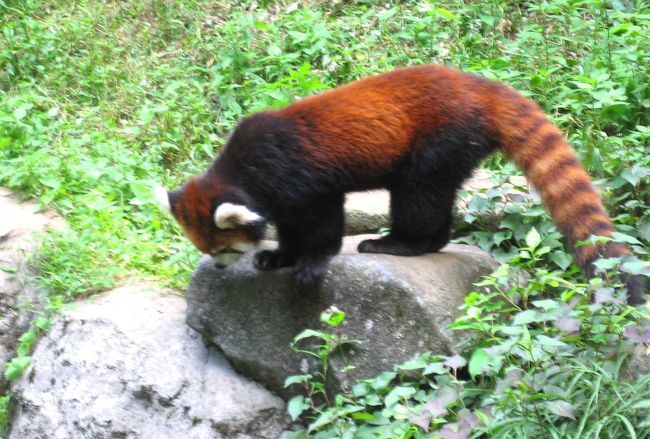 レッサーパンダ。<br />動きや表情がなんだか愛らしいことに気づきました。