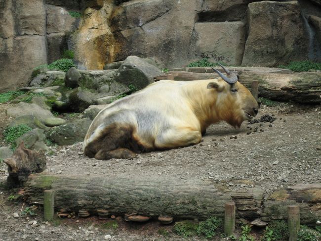 ターキン、だっけな？<br />陽に当ると毛が金色に見えます。