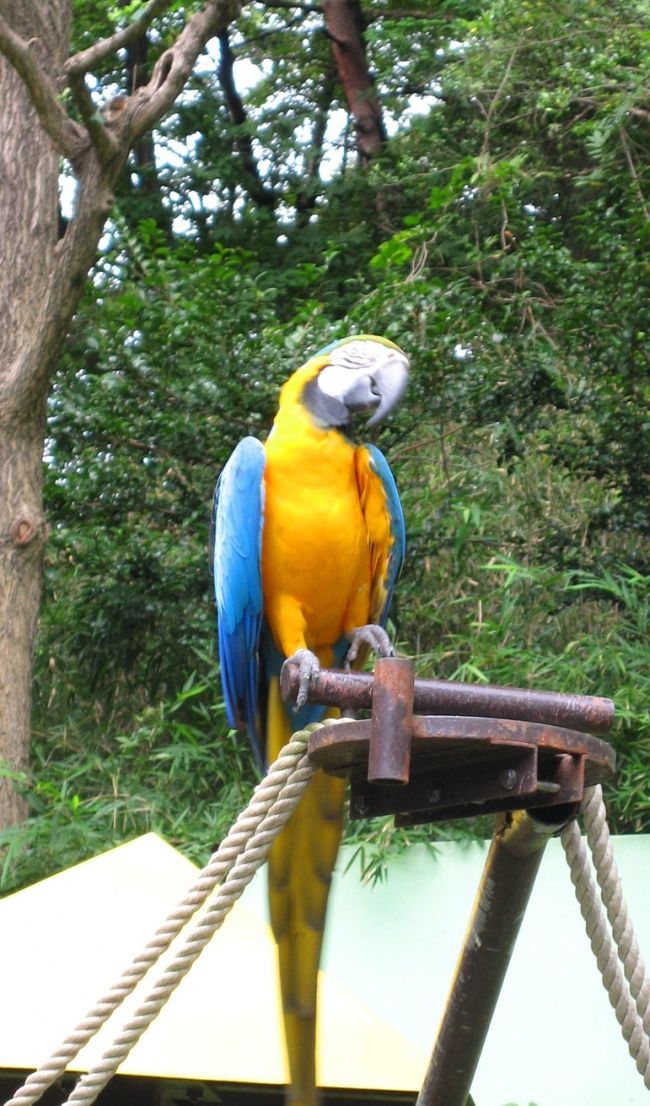 インコ。<br />トロピカルな色。