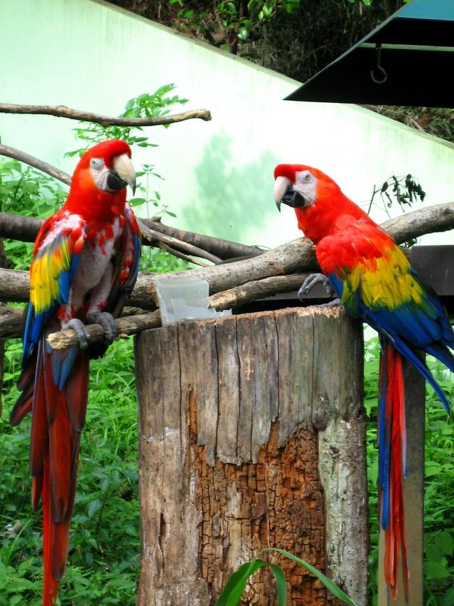 カラフルっ。<br />TDLのチキルームを思い出す。