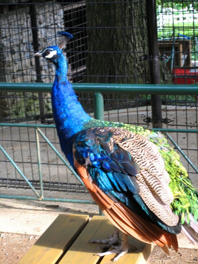 クジャクは放し飼い。<br />この後、インコのお家に侵入。