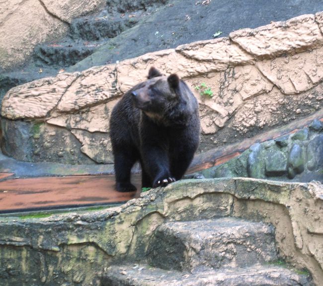 ヒグマ。<br />この子に山で遭遇したら絶対怖い。