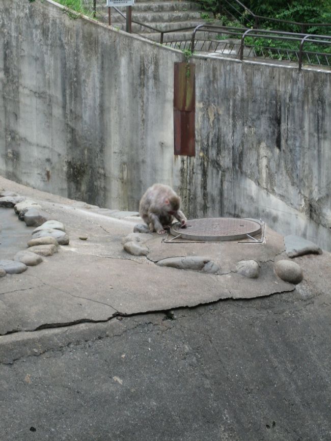 このサルは、マンホールの蓋をずっと擦ってました。なにがあったんだろう。。。