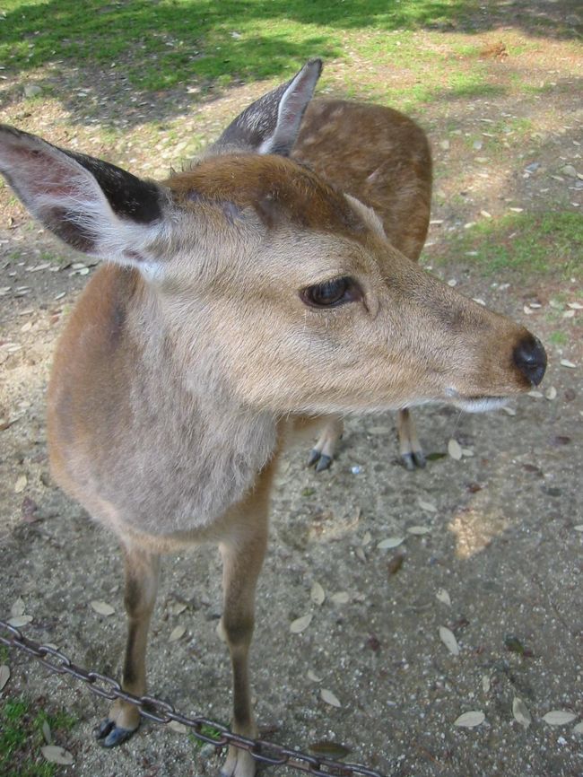 ☆の〜んびり鹿ちゃん<br />　奈良公園名物？鹿ちゃん<br />　何かみんなボーってしてて<br />　時間がゆっくり流れています。。。