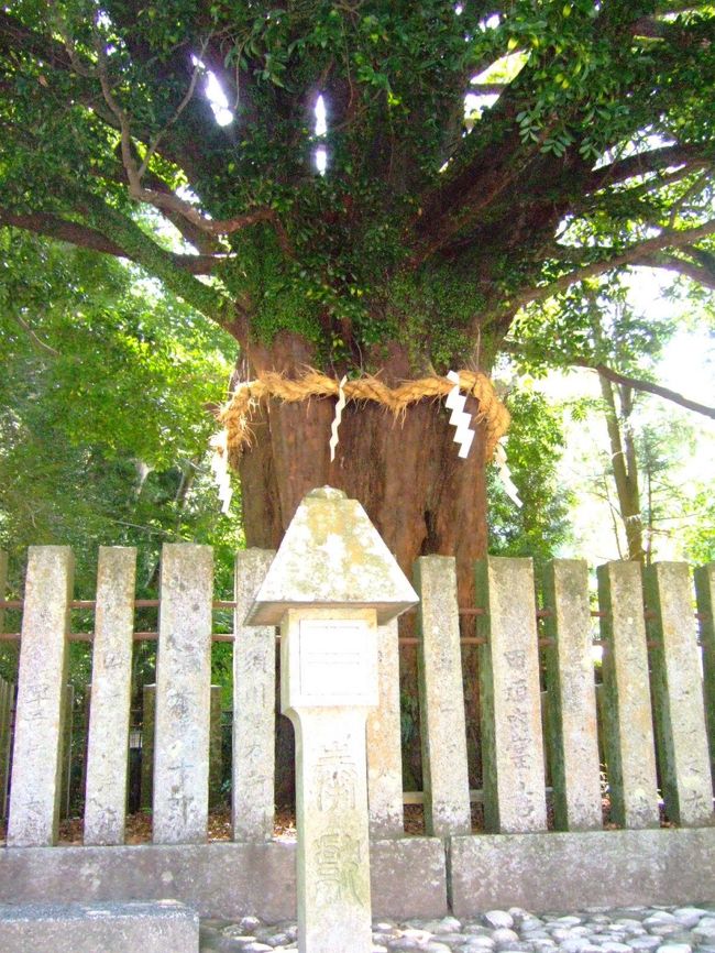 ナギの大樹。<br />樹齢1000年近くらしい。