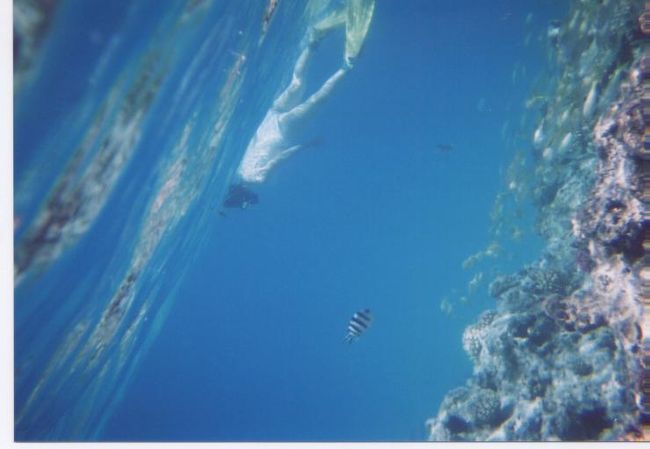 シュノーケルする私。とパンダフィッシュ。