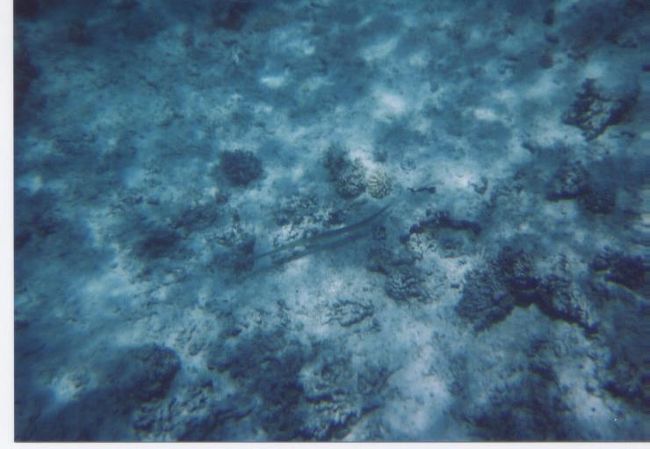 なんだっけ･･めっちゃ細い魚。（てきとー）