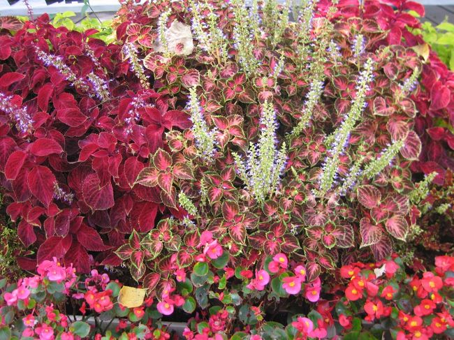 ハーブ館の入口では綺麗なお花が咲いていて、シャッターをいっぱい切りたくなります。バスの時間の関係で、ハーブ館の中は後で寄ることに。