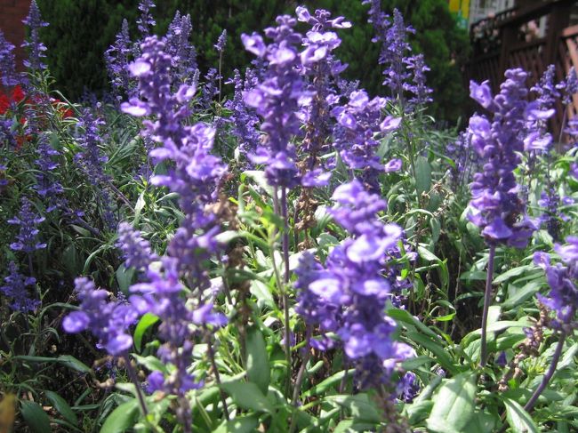 ラベンダーも綺麗に咲いていました