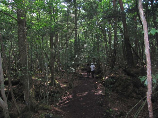 西湖の方まで移動し、富士山麓にある西湖蝙蝠（こうもり）穴にやってきました。ここでは蝙蝠穴という洞窟内にコウモリが生息しています。入場ゲートから蝙蝠穴の入口まで、青木ヶ原樹海の森林を歩いていきます。