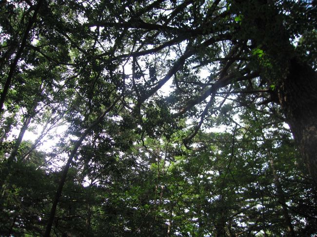 青木が原樹海の中を通ると言っても、その道のりは一応蝙蝠穴の管理事務所の私有地（と思う…）で、ちゃんと遊歩道もあるので、怖い雰囲気は全くありません。