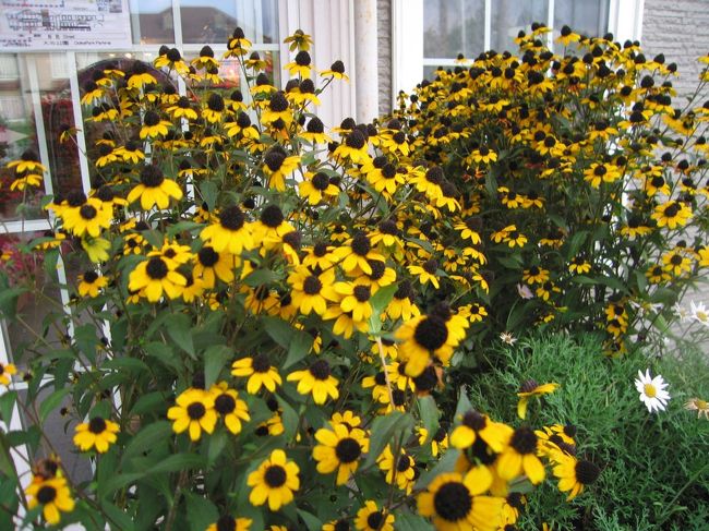 香水の舎前ではミニひまわりが咲いていました