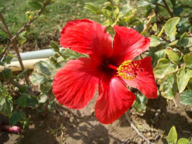 南国の花、ハイビスカスも咲いてます♪