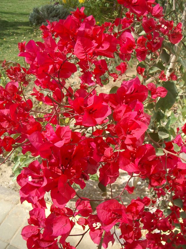 ブーゲンビリアも♪