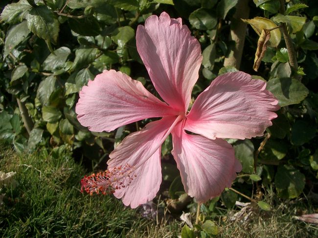 ピンクのハイビスカスも☆