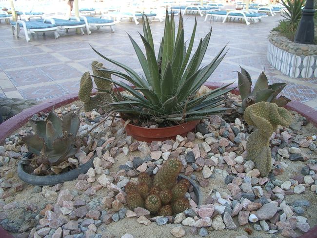 サボテンの寄せ植え。<br />