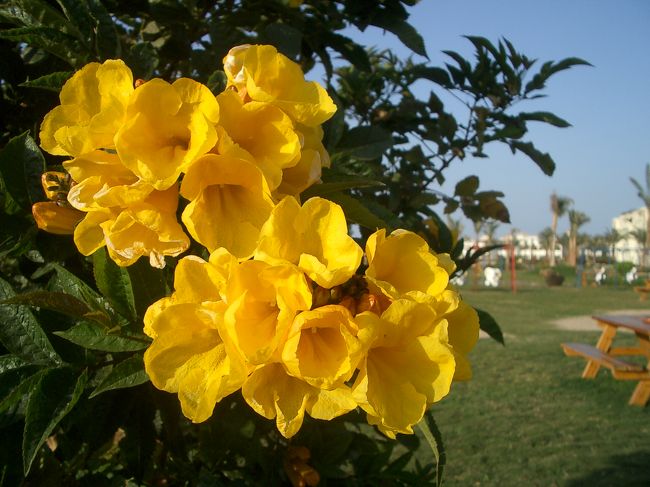 庭にはたくさんの花が咲いてます。<br />ホントは砂漠なんだけどね。。。<br /><br />毎日、何時間も暑い中たくさんの庭師さんたちがお庭の手入れをしてました。