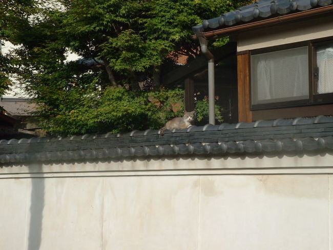 お邪魔しました。<br />国学猫。