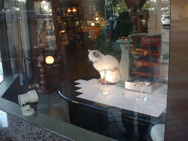 時計・眼鏡店の店番するカルチエ猫。