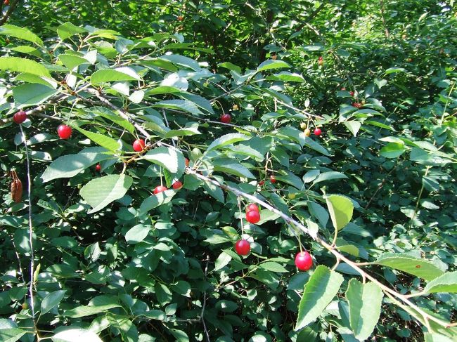 目印が見つかったことで、ちょっと気持ちに余裕ができたのか、とたんに道草。<br />なにやら美味しそうな赤い実が、、パクリ。<br />うううーーースッパイ！！<br />やはりむやみに道にあるものを口に入れちゃいけませんな。（アホ）