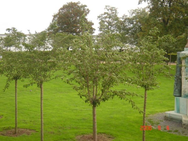 人魚姫の近くの公園。<br />桜がこんな風に剪定されていました。<br />日本のパンメーカーのアンゼルセンの寄贈らしい。