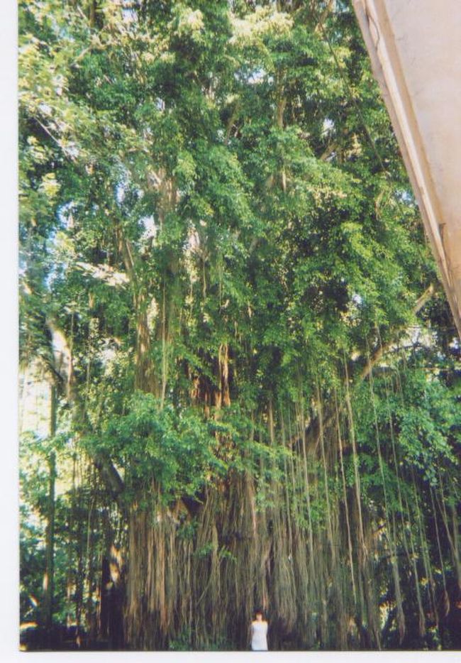 モンキーフォレスト。入らず仕舞いでした。残念(ＴｍＴ)