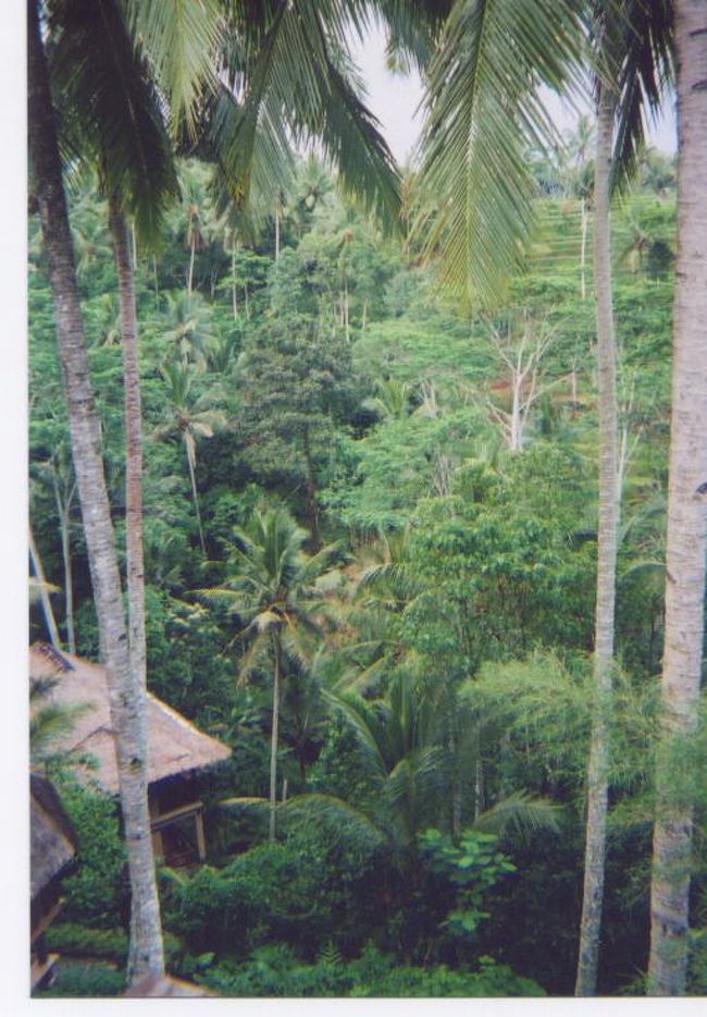 テガラランのライステラスを見るのと一緒にカンプン・カフェにも立ち寄りました。地球の歩き方に載っていたせいか、お店の名前をヴィラのスタッフ（この人がテガララン・タナロット寺院経由で空港まで送ってくれた･･･遠路ご苦労様です）に言っただけで通じました。私はナシゴレンを頂きましたが連れはチキンカレーを頼んでその後も「テガラランのあのお店のカレーは日本にはないのか〜(ﾉ｀△´)ﾉ！！」って言っていたくらい美味しかったようです。