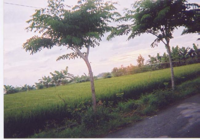 タナロット寺院に向かいます。夕日目当てで行くのですが既に日が落ちかけ焦る（；￣Д￣）