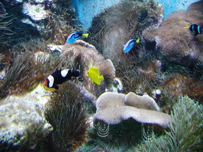 ダイビングで潜って撮るよりもきれいに撮れたよ