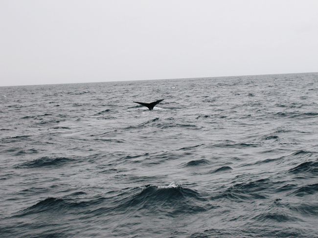 最後の最後で現れた”ザトウクジラ”<br />タイミングが合わず撮れたのはこれ１枚でした＾＾　<br /><br /><br />