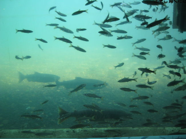 セントレアお昼発の便で一路北の大地へ。<br />新千歳空港到着後レンタカーを借り、<br />先ずは"さけのふるさと館"へ。<br />ちょうど溯上してきたサケとご対面。<br />早くイクラちゃんにも会いたい・・・。