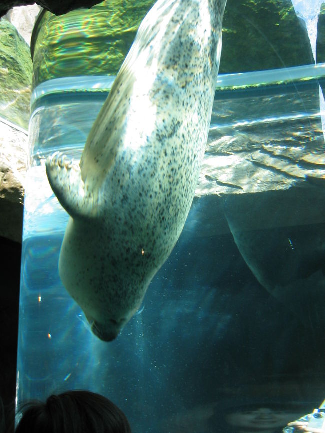 最初にあざらし君とご対面。<br />やはりトンネル前は大人気。混み合ってましたが、<br />なんとか、写真を撮ることに成功！<br />（何枚空のトンネルを撮ったことか・・・<br />あざらし君早過ぎます。）