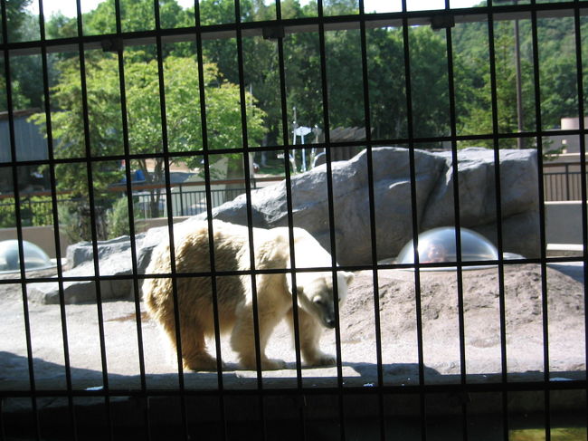 次は白くま君。飛込みが見られる水槽側の<br />白くま君２頭はお昼寝中でした。<br />えさの目線で楽しめる側の白くま君２頭は<br />右へ左へうろうろしていました。