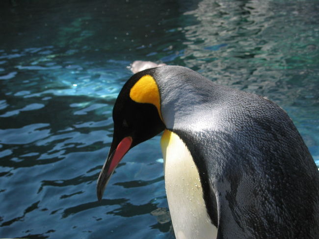 その後は、もうじゅう館を観て、ペンギン館へ。<br />大小さまざまなペンギン達が手の届きそうな距離に<br />います。やはり人気のトンネル通路は混んでました。