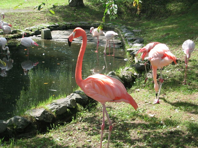 引きこもりキリンや（ちゃんと外に出てました）<br />チンパン君、オランウータン等見て周り、<br />ととりの森へ。<br />フラミンゴがトンボを器用にくちばしで捕らえて<br />食べてました。