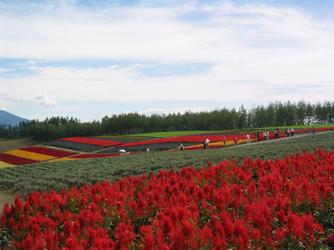 四季彩の丘にて。<br />さすがにラベンダーは終わっていましたが、<br />サルビアやクレオメで丘陵が見事に彩色されて<br />いました。この景色が観たかった！<br />