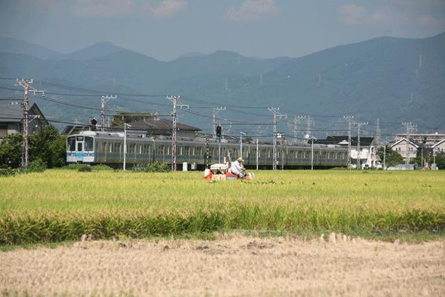こちらも…。農家の方が稲刈りをしていました。