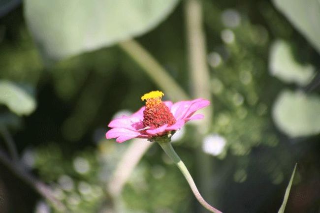 近くで咲いていた花です。