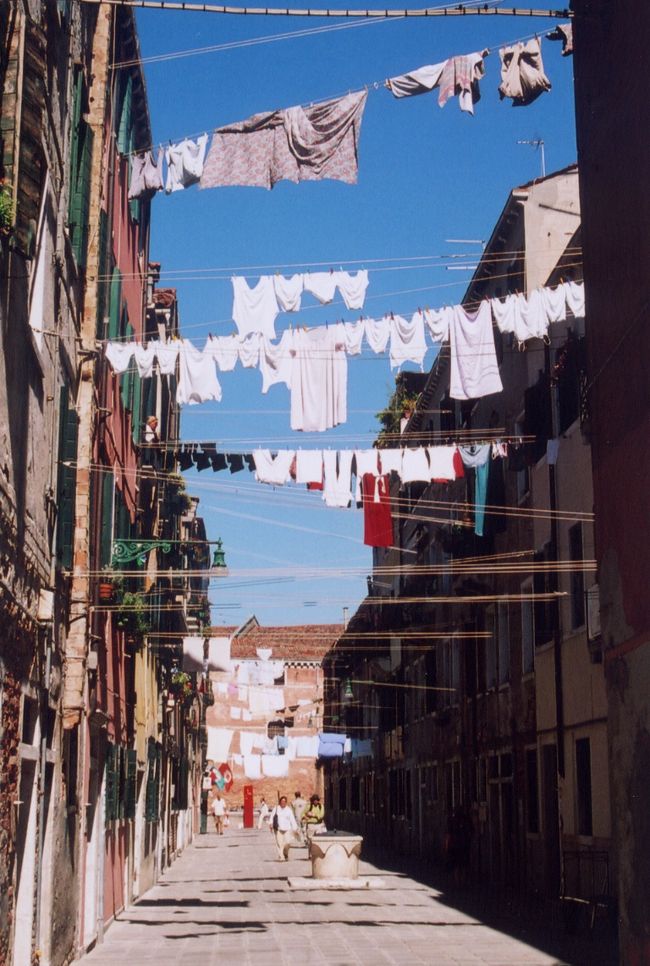 一面に咲いた洗濯の花！