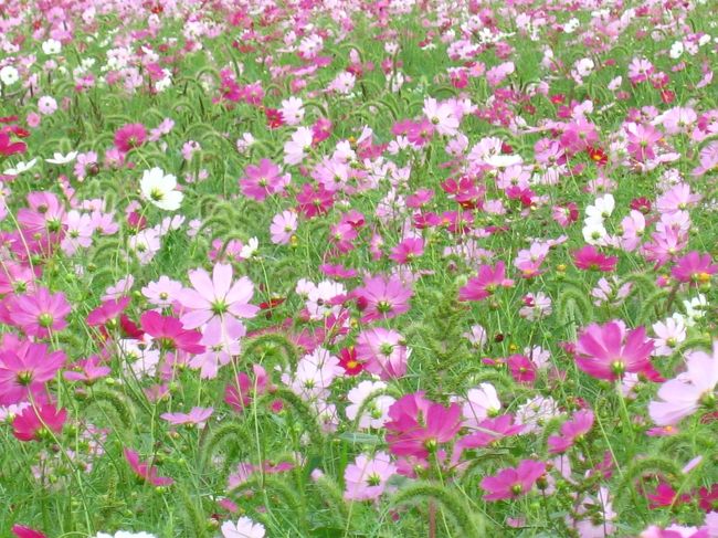 曼珠沙華 コスモスが見ごろ In巾着田公園 高麗の里で 日高 鶴ヶ島 坂戸 埼玉県 の旅行記 ブログ By マキタンさん フォートラベル