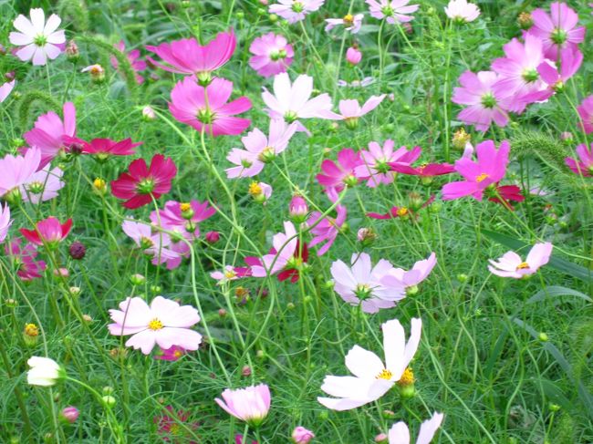 曼珠沙華 コスモスが見ごろ In巾着田公園 高麗の里で 日高 鶴ヶ島 坂戸 埼玉県 の旅行記 ブログ By マキタンさん フォートラベル