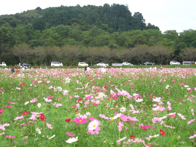 曼珠沙華 コスモスが見ごろ In巾着田公園 高麗の里で 日高 鶴ヶ島 坂戸 埼玉県 の旅行記 ブログ By マキタンさん フォートラベル