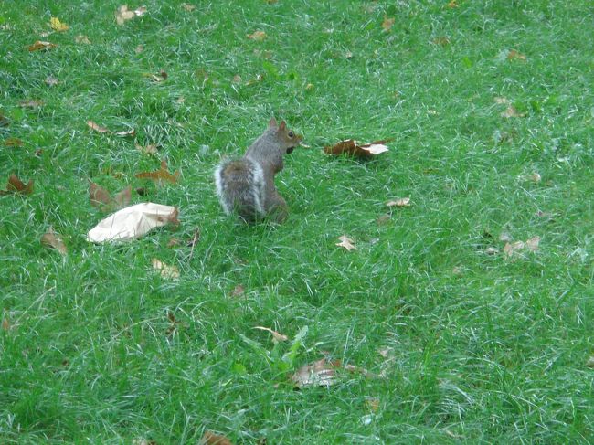 〜セントラルパーク・その4〜<br />園内のあちらこちらでリスを見かけました。<br />池にはカモが泳いでいたり、小動物園もあるようです。