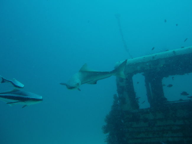 ダイビング初日の1本目はExotic House Reefで潜りました。<br />この魚はコビアといいます。コバンザメに似ています。