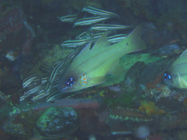 Cheek-spot Cardinal fish。アオスジテンジクダイと同じ場所にいて似ています。