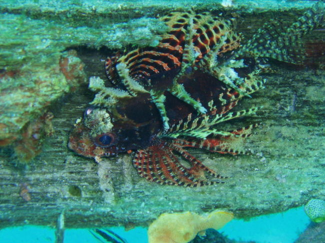 Dwarf Lionfish。シマヒメヤマノカミかと思うんですが、よくわかりません。